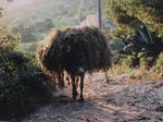 Donkey on duty